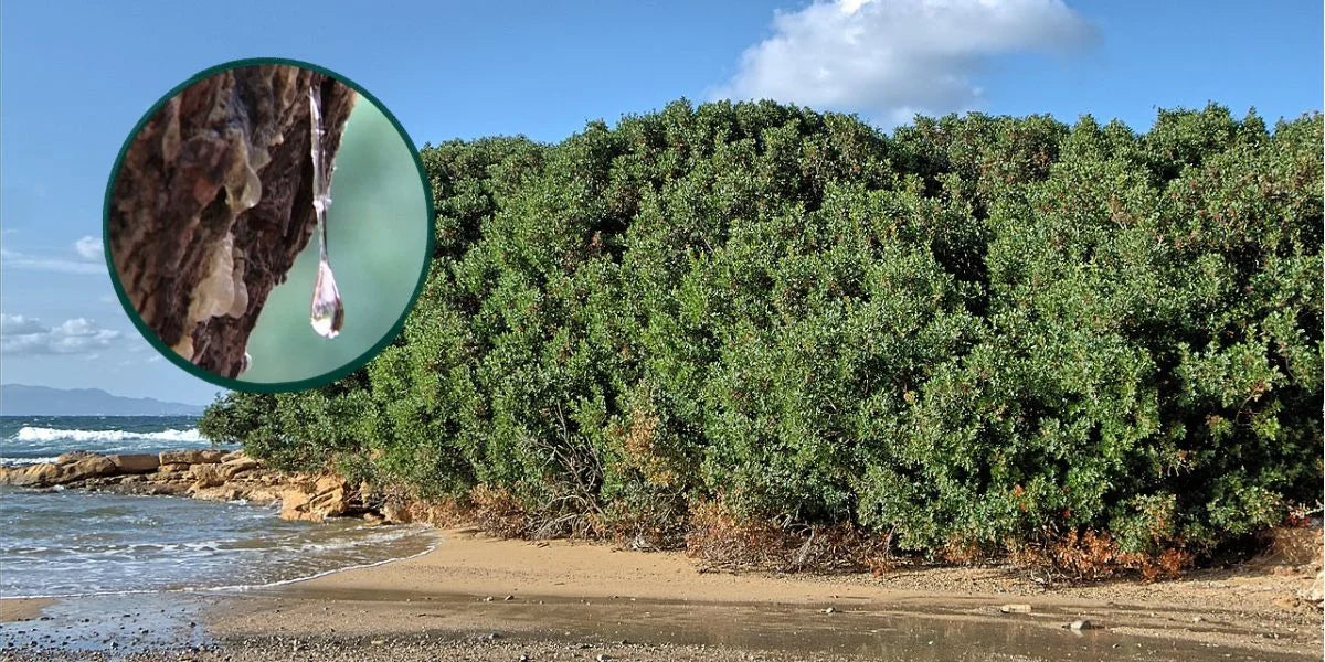 ¿Qué es el Mastic Gum? La alternativa natural para la gastritis y el H. pylori